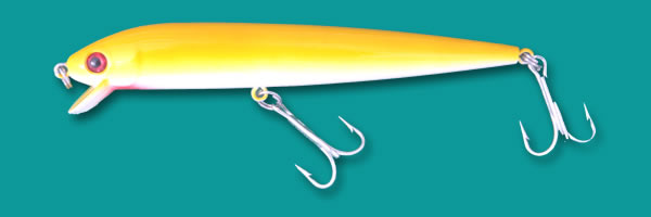 GGSMM-43 Blood Yellow Body, White Belly.jpg